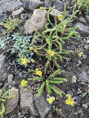 Ivesia lycopodioides scandularis