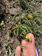 Ivesia lycopodioides scandularis