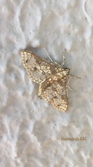 Megastes praxiteles