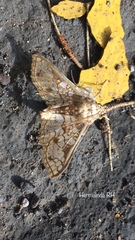 Megastes praxiteles