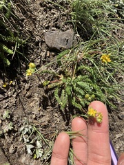 Ivesia lycopodioides scandularis