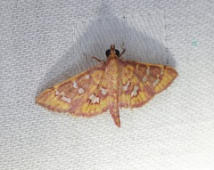 Ischnurges gratiosalis
