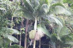 Archontophoenix alexandrae