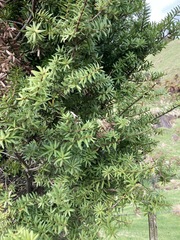 Podocarpus laetus