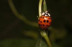 Harmonia axyridis