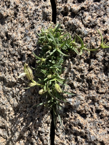 Image of Silene sargentii by no rights reserved