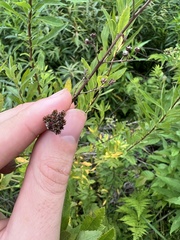 Spiraea alba latifolia