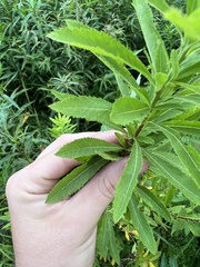 Spiraea alba latifolia