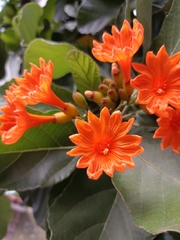 Cordia dodecandra