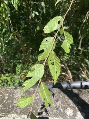Carpinus kawakamii