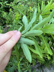 Spiraea alba latifolia