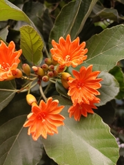 Cordia dodecandra