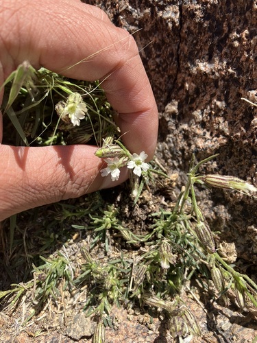 Image of Silene sargentii by no rights reserved