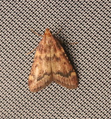 Aglossa disciferalis