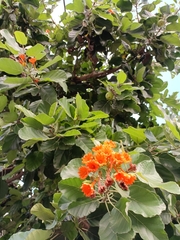Cordia dodecandra