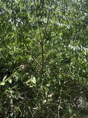 Carpinus kawakamii