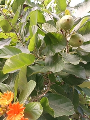 Cordia dodecandra