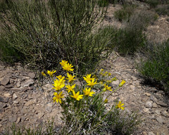 Stenotus armerioides