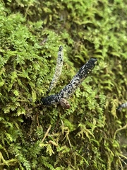 Xylaria cornu-damae