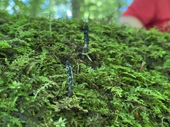 Xylaria cornu-damae