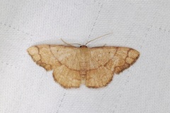 Pylargosceles steganioides