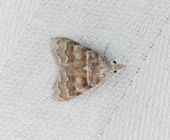 Nola bifascialis