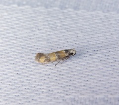 Promalactis lobatifera