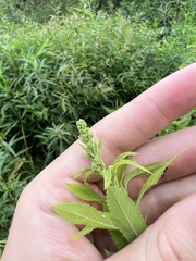 Spiraea alba latifolia