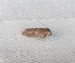 Blastobasis divulgata