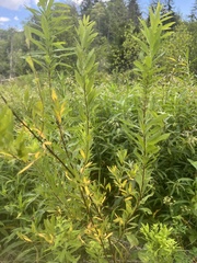 Spiraea alba latifolia
