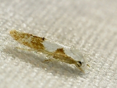Mompha circumscriptella