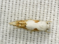 Mompha circumscriptella