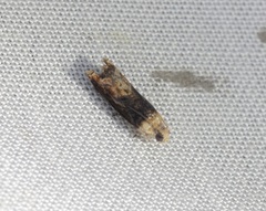 Hedya iophaea