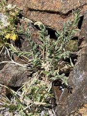 Astragalus lentiginosus semotus