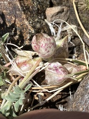 Astragalus lentiginosus semotus