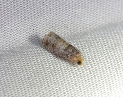 Lepteucosma fuscicaput