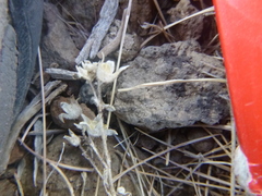 Polemonium micranthum