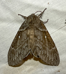 Gloveria arizonensis