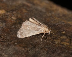 Luma
