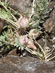 Astragalus lentiginosus semotus