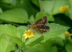 Piruna penaea