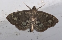 Anania tertialis