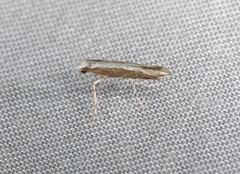 Epicephala lativalvaris