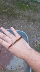 Cormocephalus brachycerus