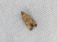 Meleonoma rostellata