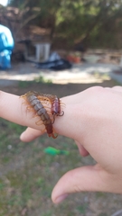 Cormocephalus brachycerus