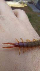 Cormocephalus brachycerus