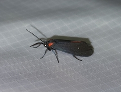 Lycomorpha splendens