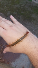 Cormocephalus brachycerus