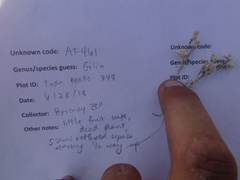 Polemonium micranthum